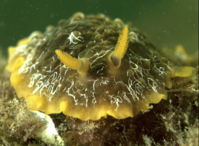 Lire la suite à propos de l’article Compte-rendu Commission Photo-Vidéo du 06-11-2025