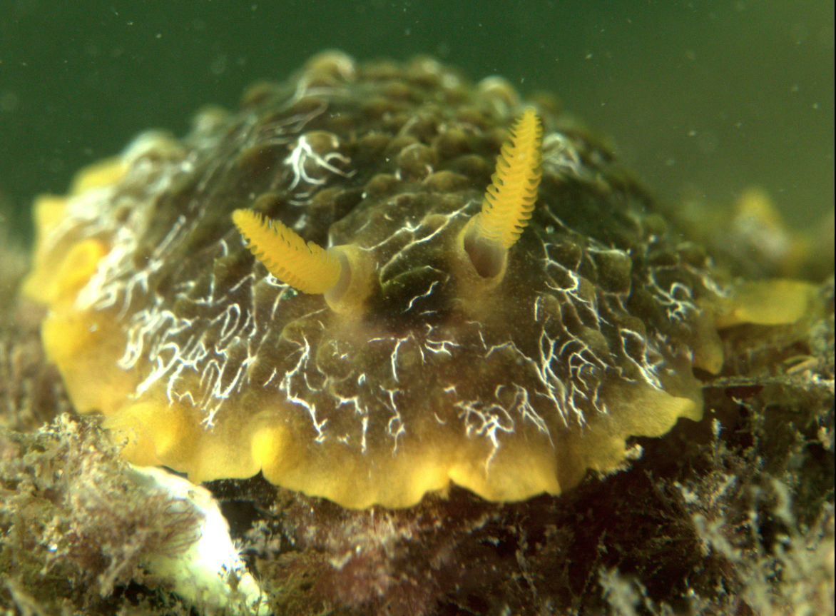 Lire la suite à propos de l’article Compte-rendu Commission Photo-Vidéo du 06-11-2025