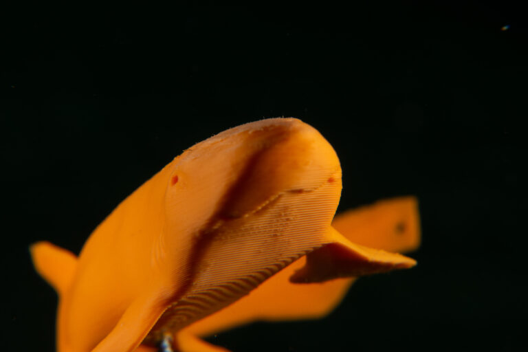 Lire la suite à propos de l’article Compte-rendu Commission Photo-Vidéo du 20-01-2026