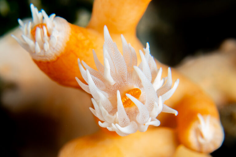 Lire la suite à propos de l’article Compte-rendu Commission Photo-Vidéo du 17-03-2026